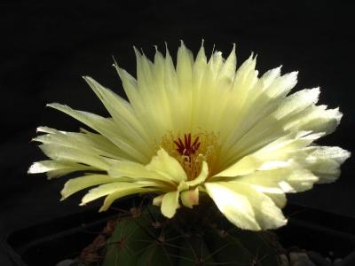 Notocactus ottonis